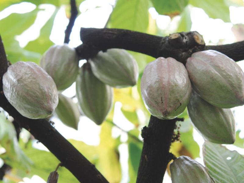 Ortobotanico Imgs.009