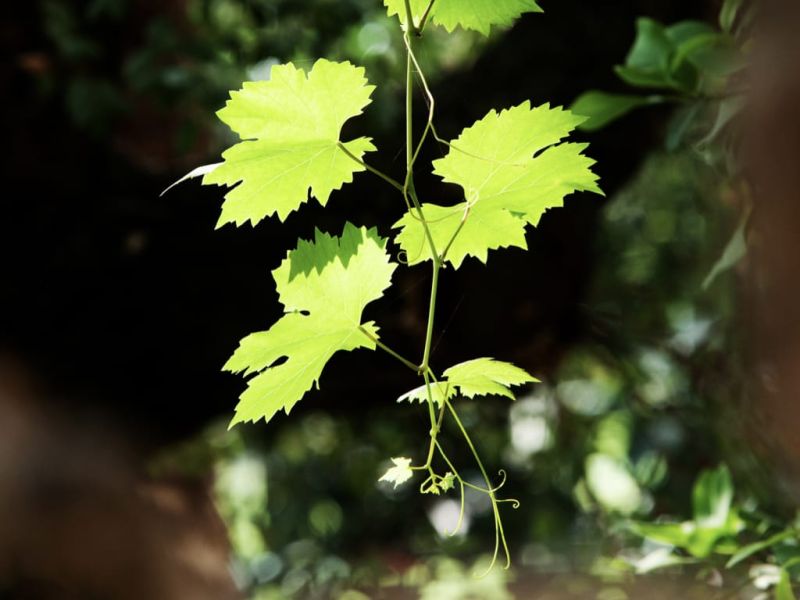 Ortobotanico Imgs.012