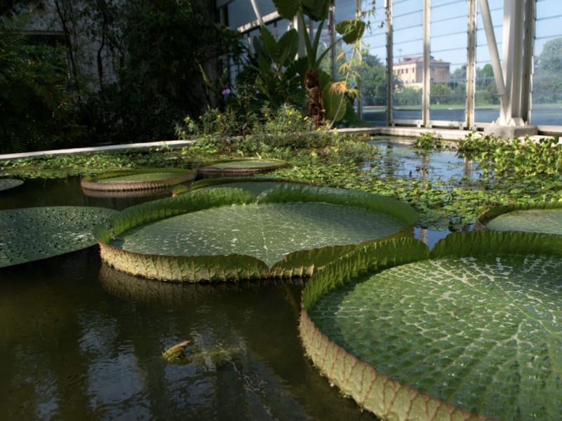 Ortobotanico Imgs.010